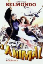 Animal